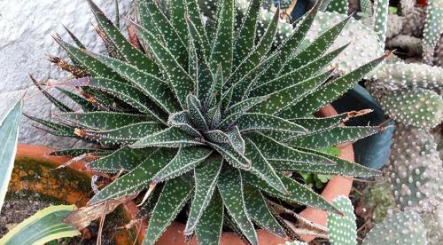 Алоэ можно ли обрезать. Зачем и когда нужно обрезать алоэ 05