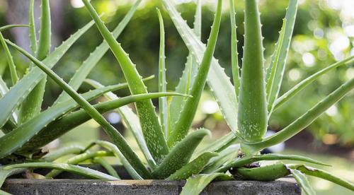 Алоэ можно ли обрезать. Зачем и когда нужно обрезать алоэ 04