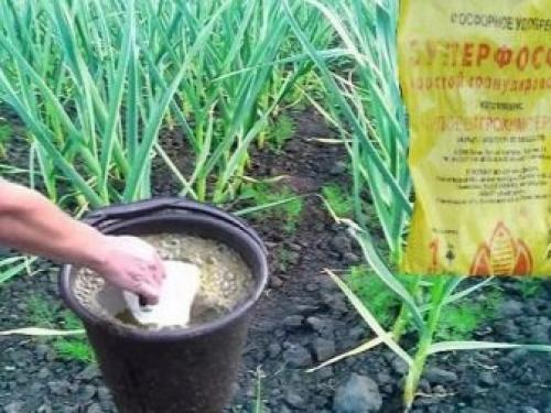 Чем подкормить чеснок для хорошего урожая. Органические удобрения и народные средства 01