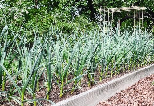 Хитрая посадка чеснока. Выращивание чеснока в открытом грунте: советы и правила