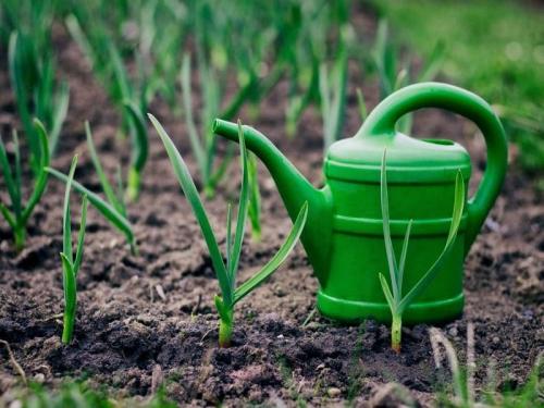 Чем подкормить чеснок весной, посаженный под зиму. Чем подкармливать чеснок, посаженный под зиму