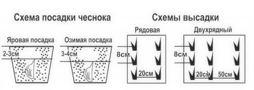 Хитрая посадка чеснока. Выращивание чеснока в открытом грунте: советы и правила