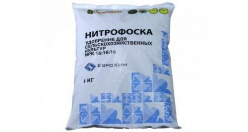 Чем подкормить чеснок весной, посаженный под зиму. Чем подкармливать чеснок, посаженный под зиму