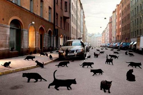 Черная кошка перебежала дорогу перед машиной. Черная кошка перешла дорогу – чего ожидать путнику?