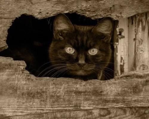 На кухне пробежала черная кошка. Черная кошка в доме: приметы