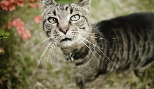 Кошка рычит без причины. Распространенные причины