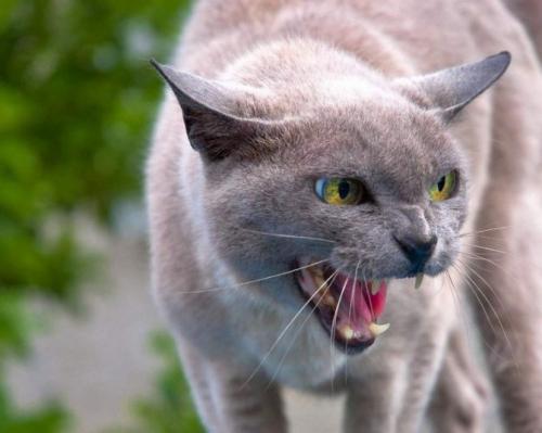 Кошка рычит без причины. Распространенные причины