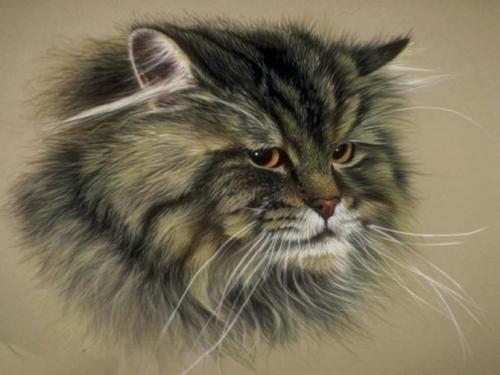 Кошка рычит без причины. Распространенные причины