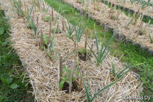 Чеснок после помидор. Можно ли после томатов посадить чеснок?