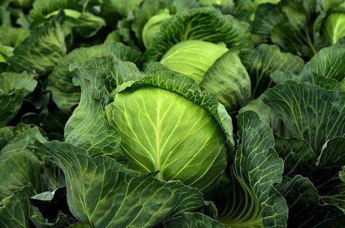 Что можно сажать после капусты. Что можно высаживать после капусты