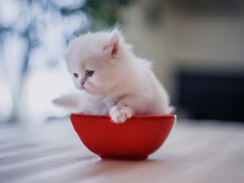 Котенок 4 месяца поведение. Как воспитать котенка