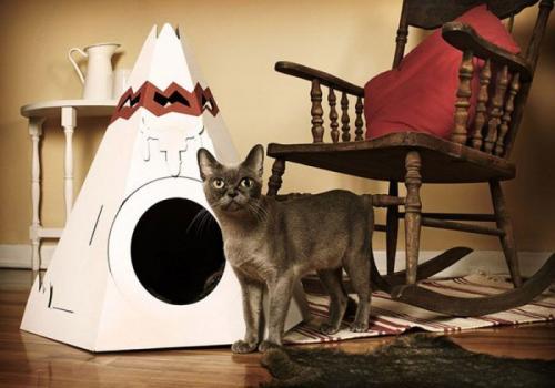 Котенок 4 месяца поведение. Как воспитать котенка