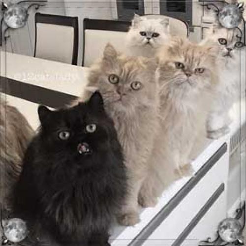 Много кошек во сне женщине. Сонник много кошек, к чему снится