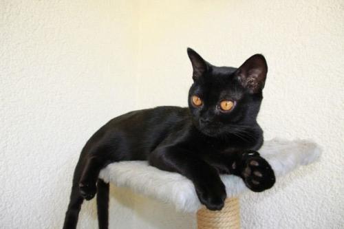 К чему снится чёрна Кошка женщине. Кот снится женщине