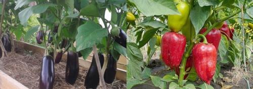 Что нельзя сажать после чеснока. Что посадить после чеснока на следующий год, советы, рекомендации