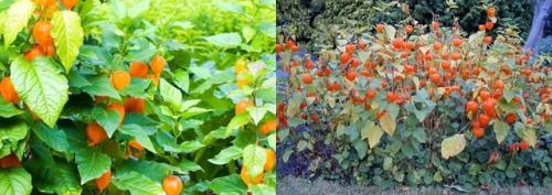 Что нельзя сажать после чеснока. Что посадить после чеснока на следующий год, советы, рекомендации