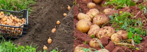 Что нельзя сажать после чеснока. Что посадить после чеснока на следующий год, советы, рекомендации