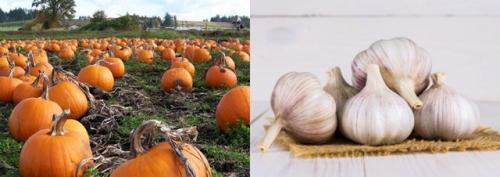 Что нельзя сажать после чеснока. Что посадить после чеснока на следующий год, советы, рекомендации