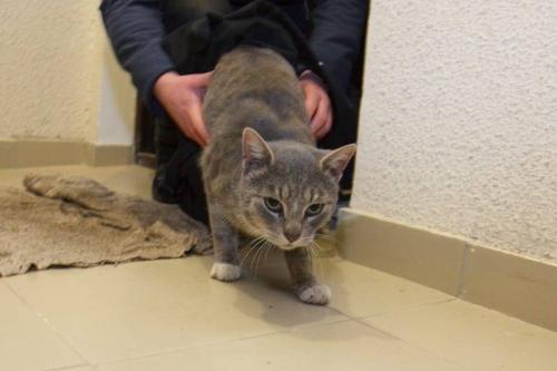 Приметы про кошек и любовь. Старинные приметы о кошках