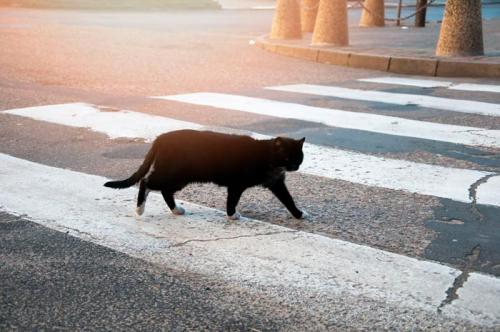 Примета черная кошка перебежала дорогу. Что делать, если дорогу перебежала черная кошка или кот