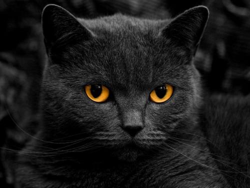 Что сулит черная кошка в доме и опасно ли ее заводить. Черная кошка в доме: 6 причин завести это животное от современных эзотериков 04 Что сулит черная кошка в доме и опасно ли ее заводить. Черная кошка в доме: 6 причин завести это животное от современных эзотериков 04