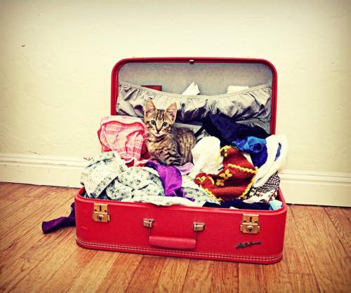 Приметы про кошек и любовь. Старинные приметы о кошках