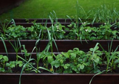 С чем лучше сажать чеснок. Какие культуры лучше всего сажать рядом