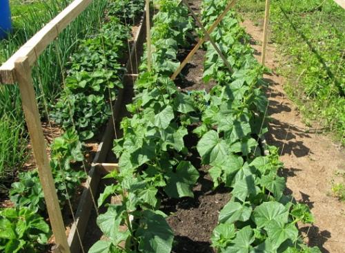 С чем лучше сажать чеснок. Какие культуры лучше всего сажать рядом