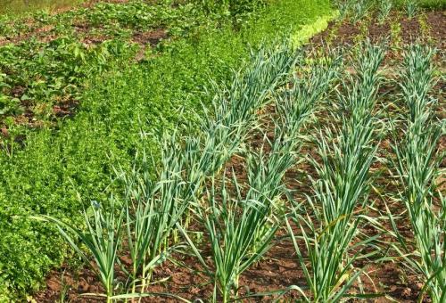 С чем нельзя сажать чеснок. Соблюдать основные правила сочетания культур