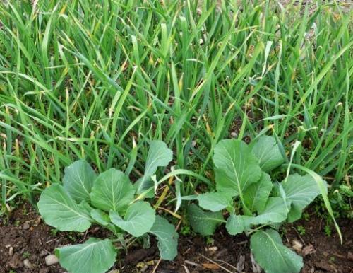 С чем лучше сажать чеснок. Какие культуры лучше всего сажать рядом