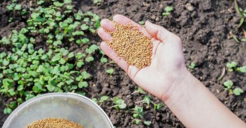 Что делать с грядкой после уборки чеснока. Зелень и овощи