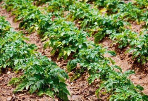 С чем лучше сажать чеснок. Какие культуры лучше всего сажать рядом