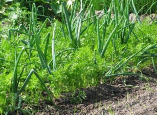 С чем лучше сажать чеснок. Какие культуры лучше всего сажать рядом