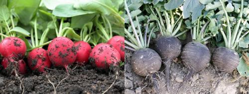 Что делать с грядкой после уборки чеснока. Зелень и овощи