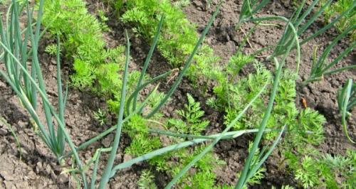 Можно ли сажать чеснок после чеснока. Что можно сажать с чесноком и луком в одну грядку: смешанные посадки