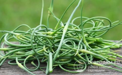 А какие культуры вы сажаете после чеснока. Что сажать после чеснока на следующий год