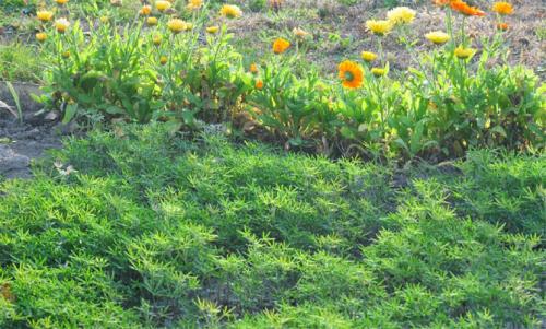 Что можно посадить после чеснока. Что лучше посадить?