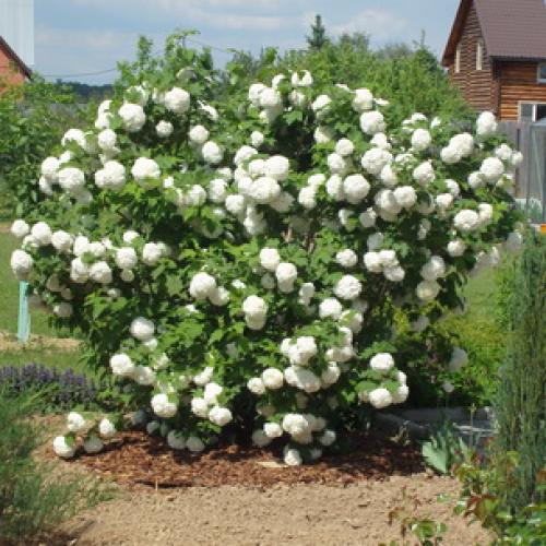 Калина не плодоносит. Уход за калиной 11