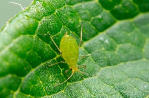 Калина не плодоносит. Уход за калиной 03