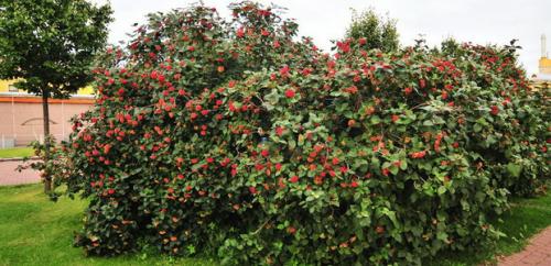 Калина не плодоносит. Уход за калиной 15