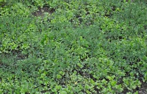 Что можно посадить после чеснока. Что лучше посадить?