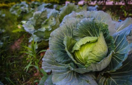 Какие культуры можно посадить после моркови.. Что посадить после моркови 10