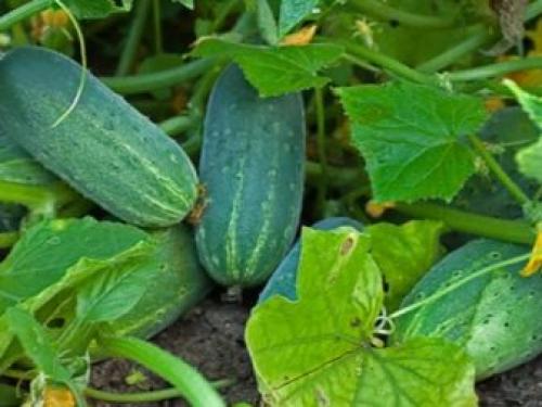 Какие культуры можно посадить после моркови.. Что посадить после моркови 11