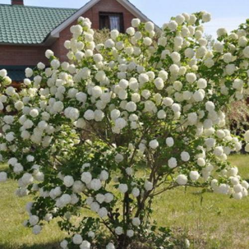 Калина не плодоносит. Уход за калиной 13