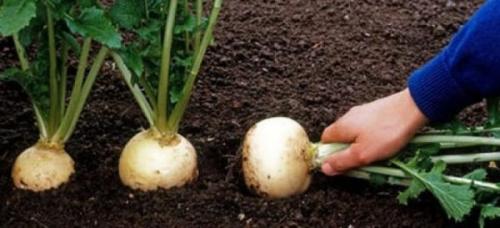 Что сажать после моркови и свеклы. Смотрим схему наоборот (что сажать после конкретных культур)