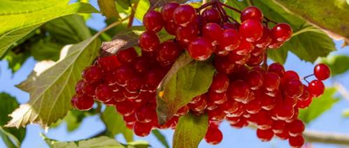 Калина не плодоносит. Уход за калиной 02