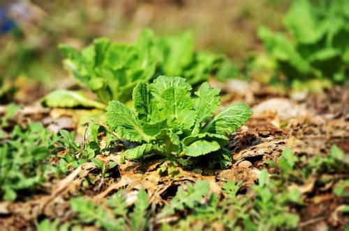 Какие культуры можно посадить после моркови.. Что посадить после моркови 03