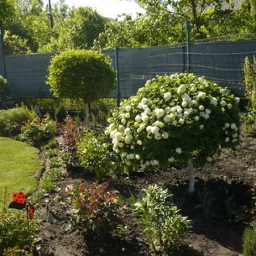 Калина не плодоносит. Уход за калиной 12