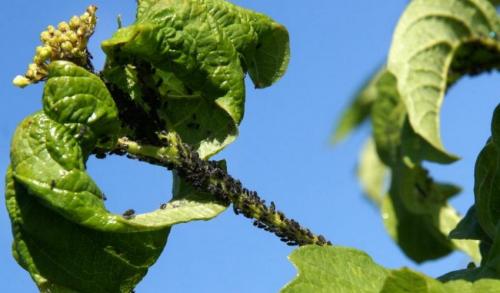 Калина не плодоносит. Уход за калиной 04