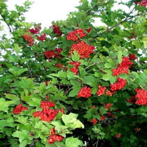 Калина не плодоносит. Уход за калиной 10